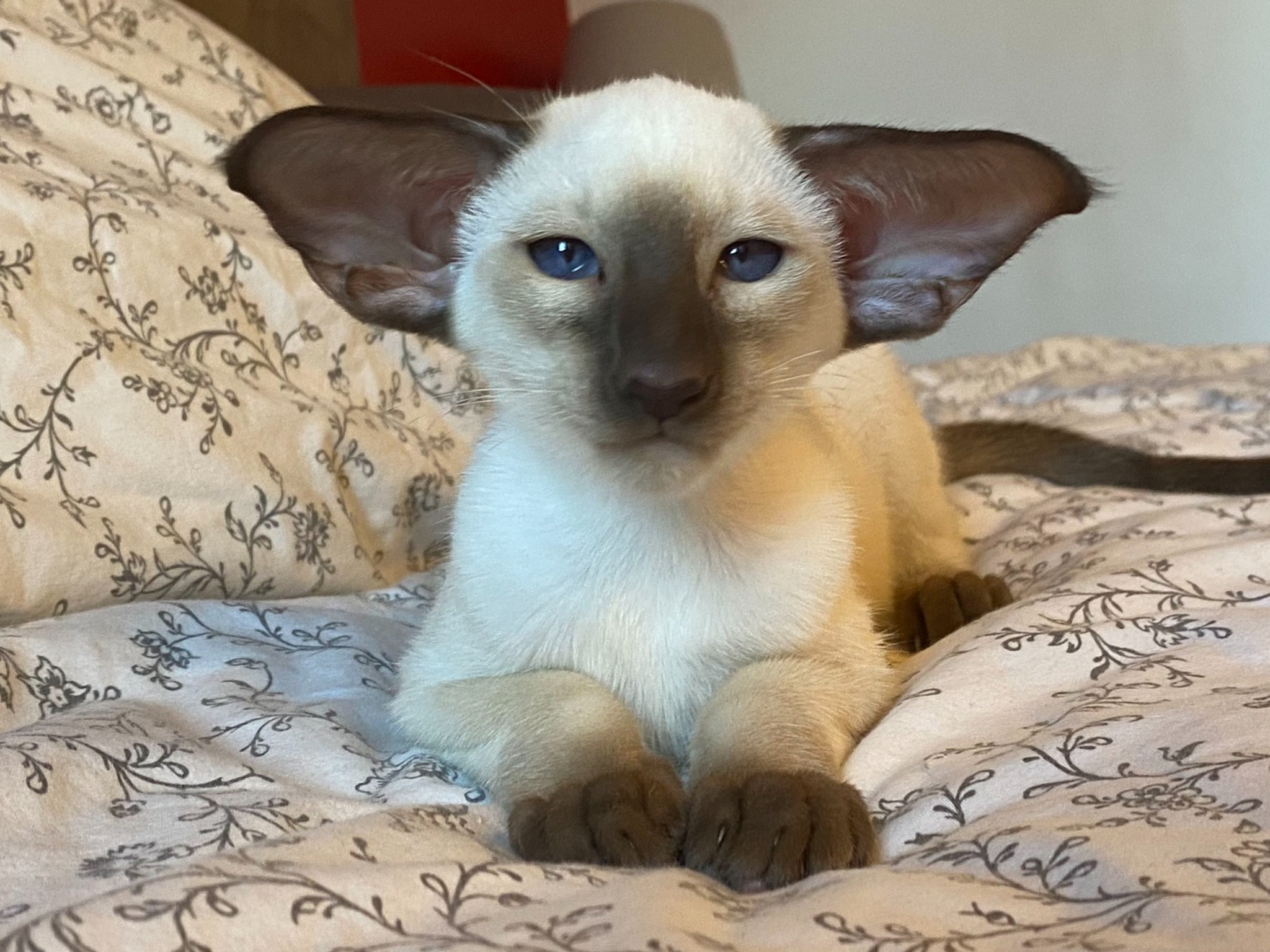 Oriental Express — Siamese e Orientale